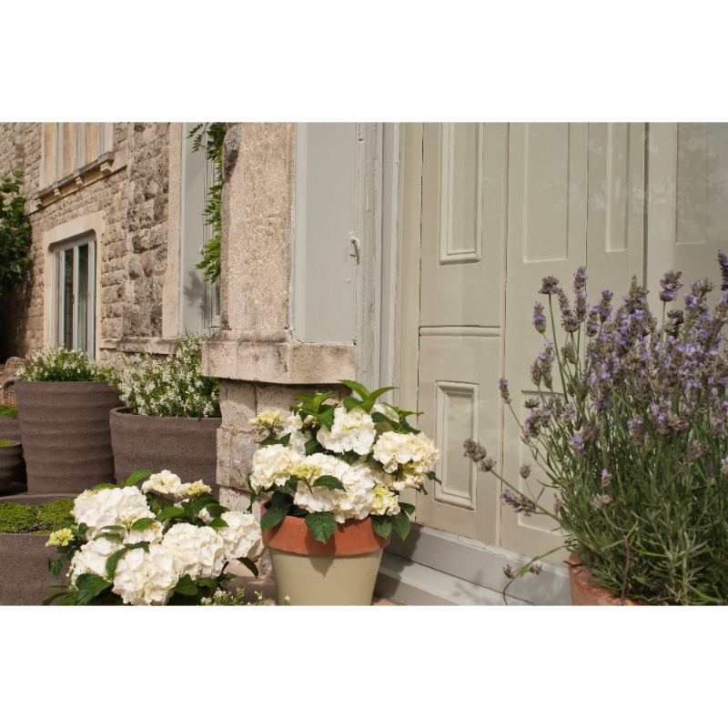 Farrow & Ball Farrow Ball Couleurs Vert Ball Green 75